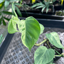 Load image into Gallery viewer, Philodendron Hederaceum, Heart Leaf, Exact Plant Variegated Ships Nationwide
