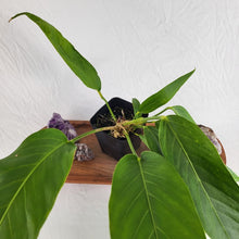 Load image into Gallery viewer, Anthurium Spectabile, Exact Plant
