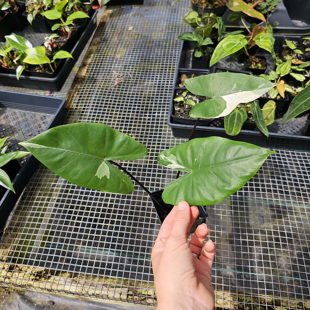 Alocasia Macrorhizza Black Stem, Exact Plant Variegated