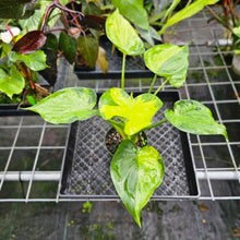 Load image into Gallery viewer, Alocasia Cucullata, Exact Plant Variegated
