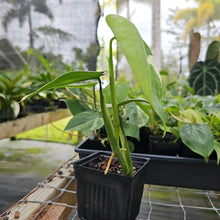 Load image into Gallery viewer, Syngonium Chiapense, Exact Plant Variegated Ships Nationwide
