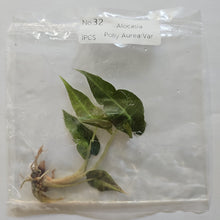 Load image into Gallery viewer, Alocasia Polly Aurea variegated tissue culture 2DayAir
