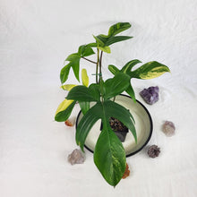 Load image into Gallery viewer, Philodendron Florida Beauty Variegated 4" pot, Fedex 2day*
