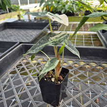 Load image into Gallery viewer, Alocasia polly snowflake pink variegated, Exact Plant Ships Nationwide.

