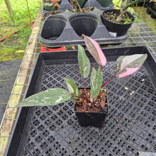Load image into Gallery viewer, Philodendron Pink Princess Galaxy Variegated 4" pot, Fedex 2day*
