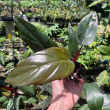 Load image into Gallery viewer, Philodendron Dark Lord 2.5" pot, Fedex 2day*
