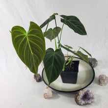 Load image into Gallery viewer, Philodendron Splendid, Exact Plant Ships Nationwide
