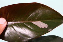 Load image into Gallery viewer, Variegated Philodendron Pink Princess Exact Plant Ships Nationwide
