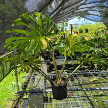 Load image into Gallery viewer, Monstera Thai Constellation Variegated exact plant, Fedex 2day*
