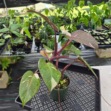 Load image into Gallery viewer, Philodendron Red Anderson Variegated exact plant, Fedex 2day
