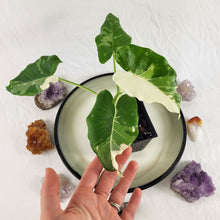 Load image into Gallery viewer, Alocasia Odora, Okinawa Silver, Exact Plant Variegated Ships Nationwide
