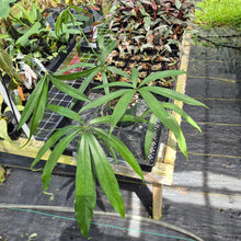 Load image into Gallery viewer, Anthurium Polydactylum exact plant, Fedex 2day*
