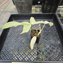 Load image into Gallery viewer, Philodendron Florida Ghost, Exact Plant Ships Nationwide
