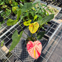 Load image into Gallery viewer, Anthurium Shibori Variegated exact plant, Fedex 2day*
