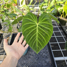 Load image into Gallery viewer, Philodendron Verrucosum Pseudoverrucosum Croat 6" pot, Fedex 2day
