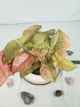 Load image into Gallery viewer, Pink Spot, Exact Plant, multi pot of 3, variegated Syngonium
