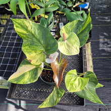 Load image into Gallery viewer, Anthurium Andraeanum White Heart, Exact Plant Variegated Ships Nationwide
