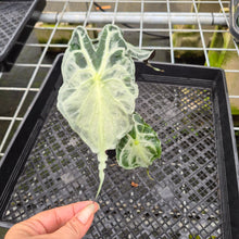Load image into Gallery viewer, Alocasia Venom exact plant, Fedex 2day*
