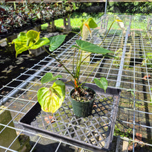 Load image into Gallery viewer, Anthurium White Obake 'Tropic Ice', Exact Plant
