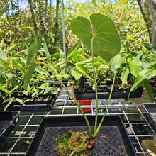 Load image into Gallery viewer, Anthurium Faustomirandae, Faustino&#39;S Giant, Exact Plant Ships Nationwide
