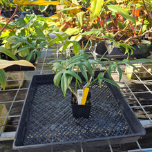 Load image into Gallery viewer, Philodendron Quercifolium, Exact Plant Ships Nationwide
