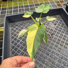 Load image into Gallery viewer, Philodendron Radiatum Aurea Variegated exact plant, Fedex 2day*
