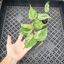 Load image into Gallery viewer, Philodendron Hederaceum, Heart Leaf, Exact Plant Variegated Ships Nationwide

