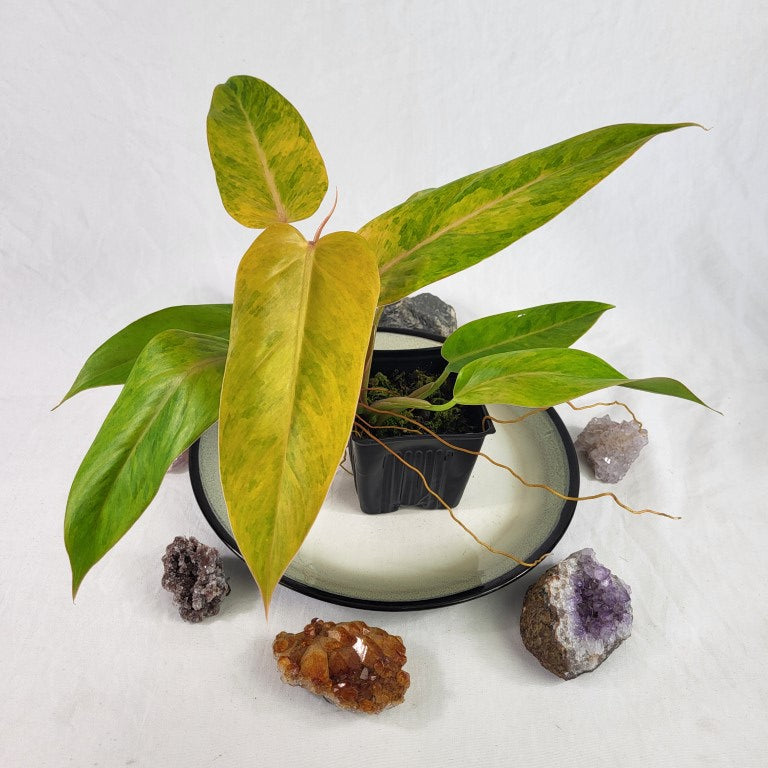 Philodendron Goldiana 4