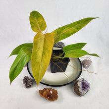 Load image into Gallery viewer, Philodendron Goldiana 4" pot, Fedex 2day*
