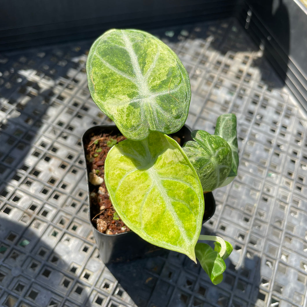 Alocasia Ninja Tricolor Black Velvet, Exact Plant Variegated Ships Nationwide