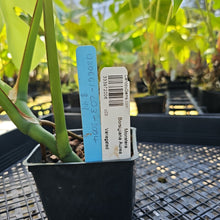 Load image into Gallery viewer, Monstera Borsigiana Aurea, Exact Plant Variegated Ships Nationwide
