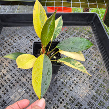 Load image into Gallery viewer, Philodendron Red Congo, Exact Plant Variegated Ships Nationwide
