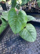 Load image into Gallery viewer, Philodendron Sodiroi True Form, Exact Plant Ships Nationwide
