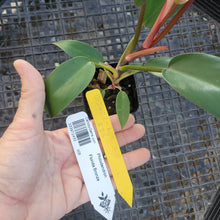 Load image into Gallery viewer, Philodendron Florida Bronze, Exact Plant Ships Nationwide
