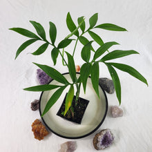 Load image into Gallery viewer, Monstera Subpinnata, Exact Plant Ships Nationwide
