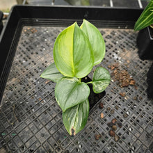 Load image into Gallery viewer, Scindapsus Rubicon, Exact Plant Variegated Ships Nationwide
