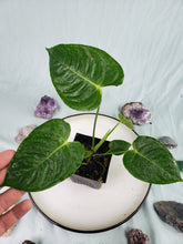 Load image into Gallery viewer, Veitchii, Exact Plant, Anthurium
