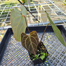 Load image into Gallery viewer, Anthurium Crystallinum, Exact Plant
