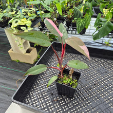 Load image into Gallery viewer, Philodendron Pink Princess Variegated exact plant, Fedex 2day*

