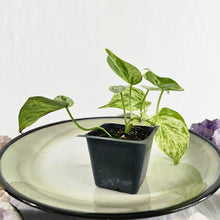 Load image into Gallery viewer, Philodendron Hederaceum, Heart Leaf, Exact Plant Variegated Ships Nationwide
