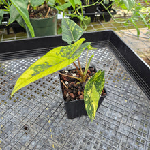 Load image into Gallery viewer, Alocasia scalprum Aurea, Exact Plant Ships Nationwide

