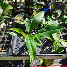 Load image into Gallery viewer, Philodendron Wend Imbe, Exact Plant Ships Nationwide
