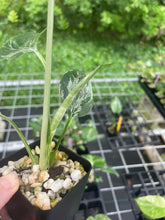 Load image into Gallery viewer, Monstera Bulbasaur variegated 2.5" pot 2DayAir
