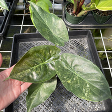 Load image into Gallery viewer, Alocasia Wentii Pink Splash Variegated exact plant, Fedex 2day*
