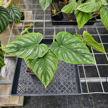 Load image into Gallery viewer, Philodendron Mamei, Exact Plant Ships Nationwide
