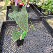 Load image into Gallery viewer, Anthurium Papillilaminum Fort Sherman X Ralph Lynam, Exact Plant Ship Nationwide

