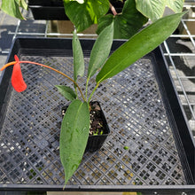 Load image into Gallery viewer, Anthurium Sherzerianum &quot;Pig Tail&quot;, Exact Plant Ships Nationwide

