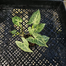 Load image into Gallery viewer, Syngonium Batik 2.5" pot, Fedex 2day*
