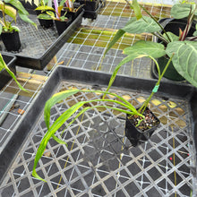 Load image into Gallery viewer, Philodendron Holtonianum Variegated, Exact Plant Ships Nationwide
