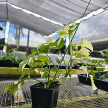 Load image into Gallery viewer, Rhaphidophora Tetrasperma Albo, Exact Plant Variegated Ships Nationwide
